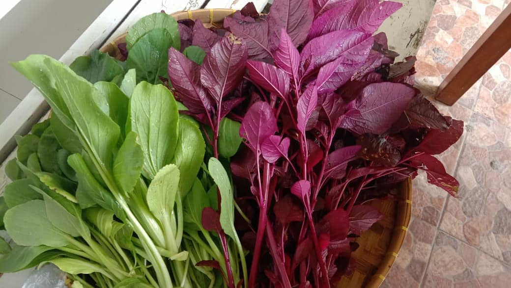 HASIL PANEN SAYUR MAYUR REHABILITAN RSJ MUTIARA SUKMA LUDES TERJUAL.